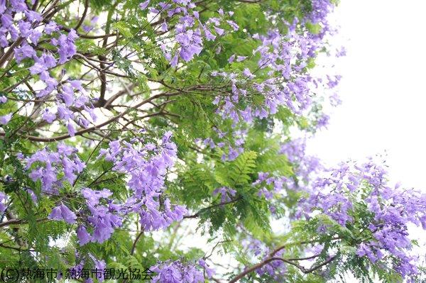 0518jacaranda.jpg