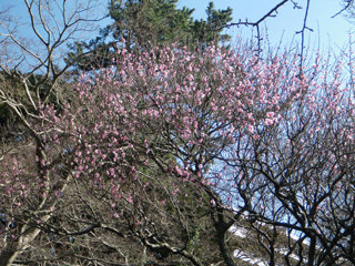 0104masuihibai.jpg