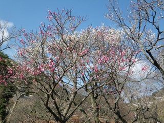 八重寒紅と八重野梅