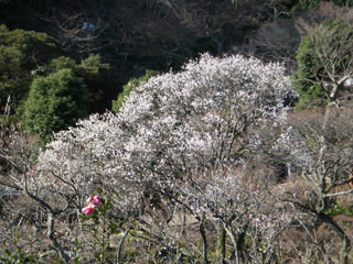 八重野梅