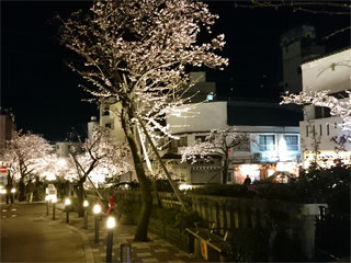 0116sakura.jpg