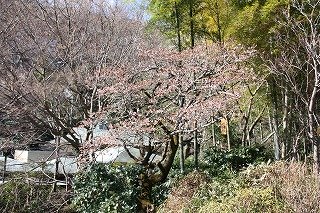 0131baienoku.jpg