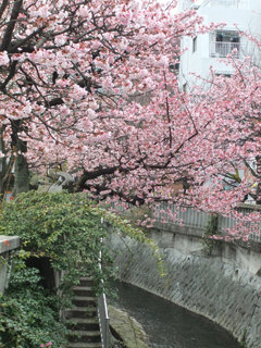 0201atamizakura3_20120130082428.jpg