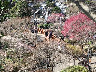0205ume4.jpg