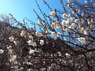 0212-2_201502170724107ee.jpg
