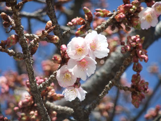 0218kamanariya2_20120222073518.jpg