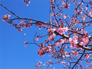 0221sakura4(2).jpg