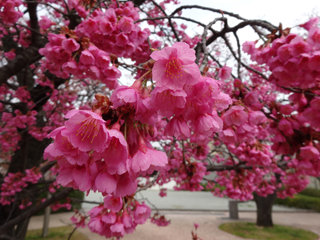 0225sakura04.jpg