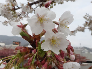 0225sakura06.jpg