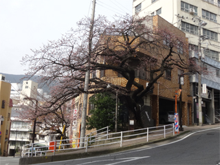0225sakura07.jpg