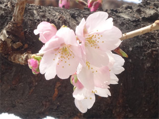 0225sakura08.jpg