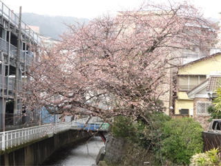 0225sakura10.jpg