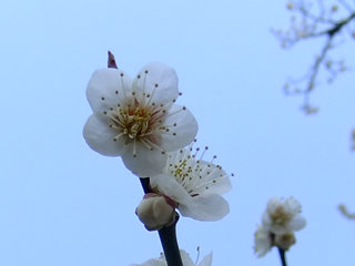 0305hitoeyabai.jpg