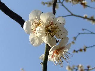 0305juro.jpg