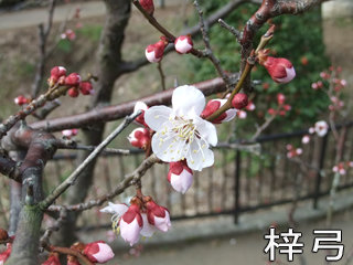 0313azusayumi.jpg