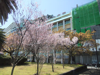 0326kohiganzakura1.jpg
