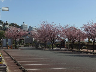 0326ookanzakura2.jpg