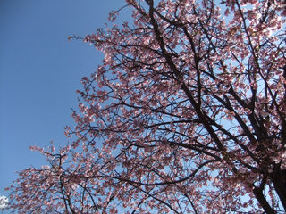 0326ookanzakura3.jpg