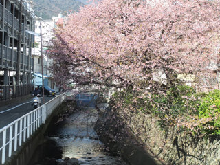 0326ookanzakura4.jpg