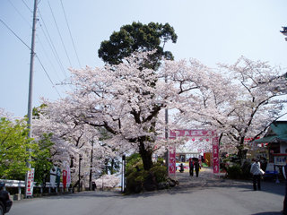 0407sakura2_20130323072859.jpg