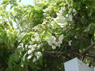 0427fuji4.jpg