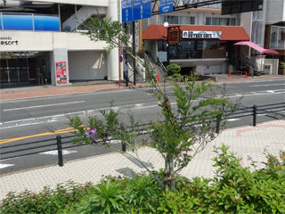 0515jacaranda1.jpg