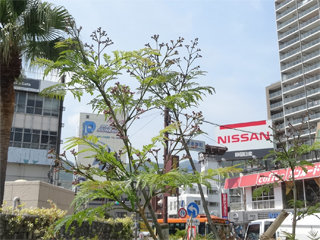 0515jacaranda5.jpg