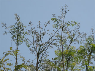 0515jacaranda6.jpg