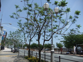 0519jakaranda2.jpg