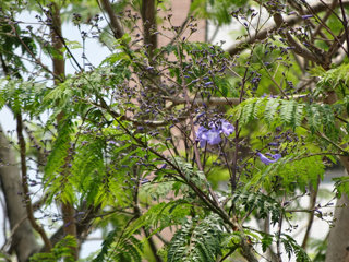 0603jakaranda03.jpg