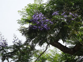 0603jakaranda07.jpg