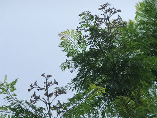 0604jakaranda2.jpg