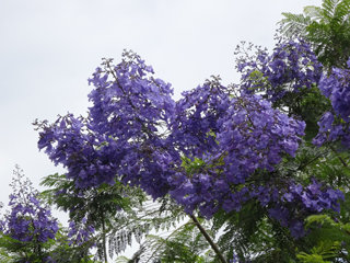 0607jacaranda08.jpg