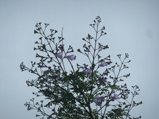 0607jakaranda1.jpg