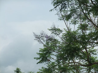 0607jakaranda2.jpg