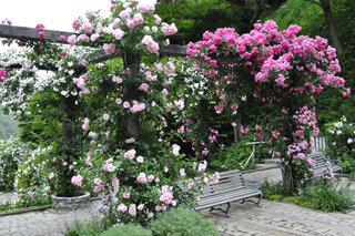 0609bara4_20130316072832.jpg
