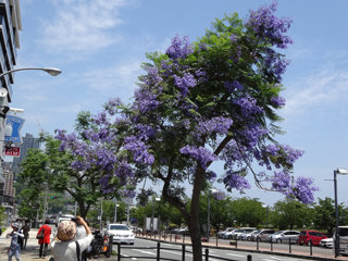 0610jacaranda1.jpg