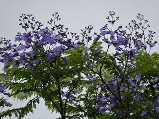 0611jakaranda03.jpg