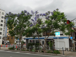 0611jakaranda17.jpg