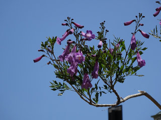 0613jakaranda02.jpg