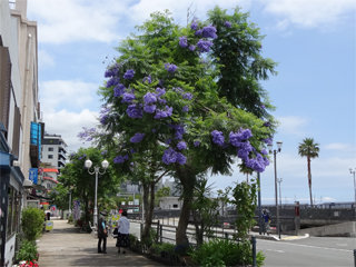 0620jacaranda02.jpg