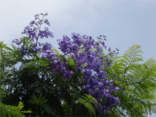 0620jacaranda06.jpg