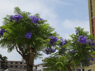 0620jacaranda12.jpg