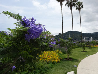 0620jacaranda13.jpg