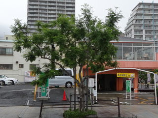 0621jakaranda06.jpg