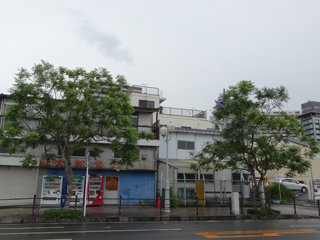 0621jakaranda07.jpg
