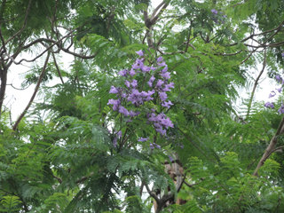 0623jakaranda1.jpg