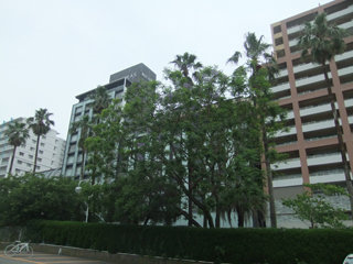 0623jakaranda2.jpg