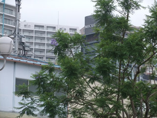 0623jakaranda4.jpg