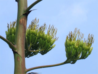 0724hatusima3.jpg